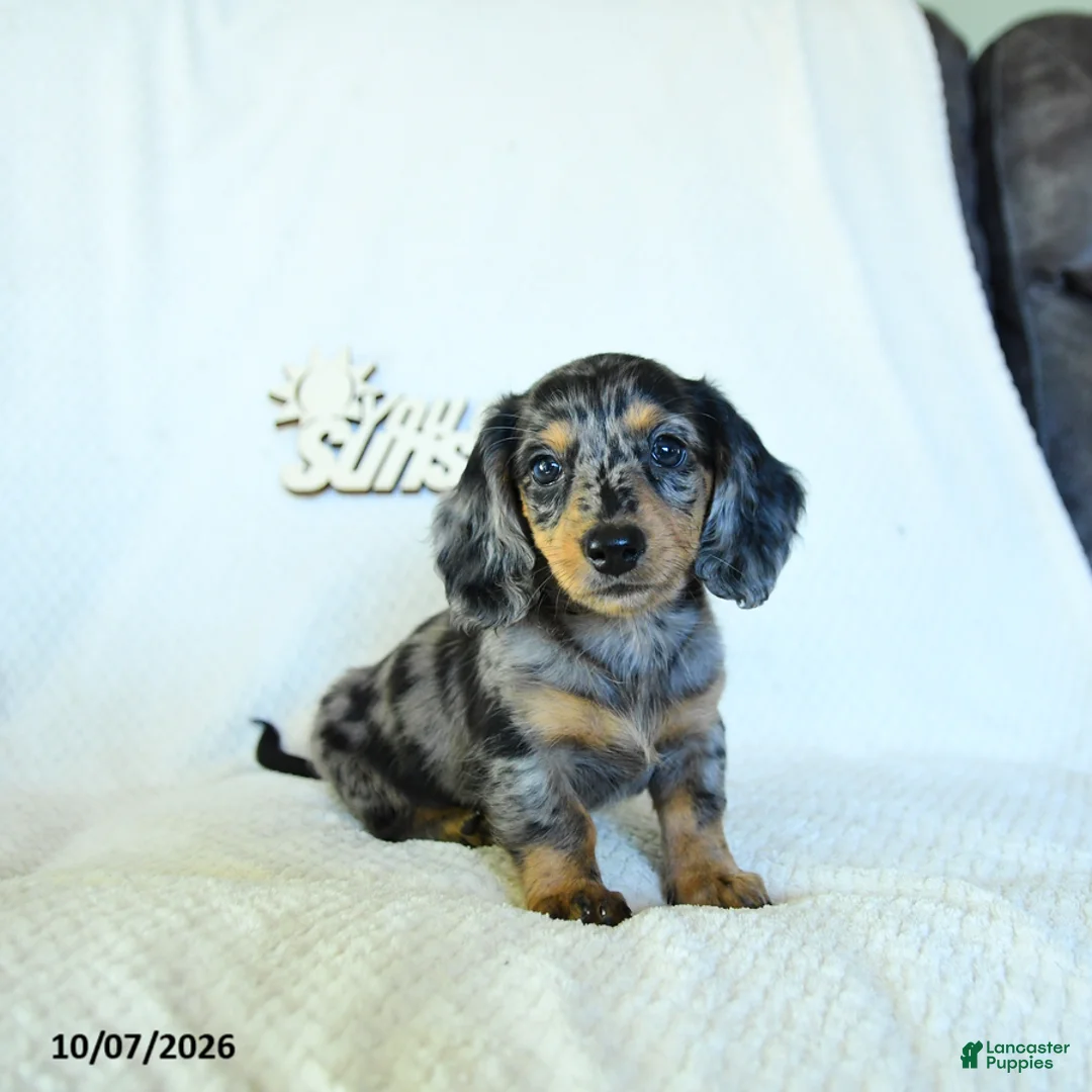 Miniature Dachshund dogs for sale: Caden  - Ad 1