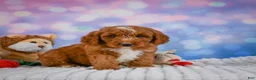Mini Goldendoodle dogs for sale: Asher - Ad 5