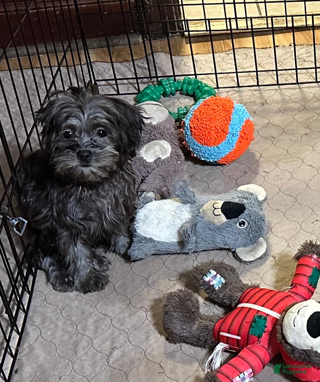 Shihpoo dogs for sale: Shihpoo Puppy 4 - Ad 8