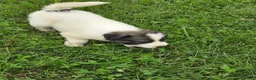 Great Pyrenees dogs for sale: Cupid - Ad 12
