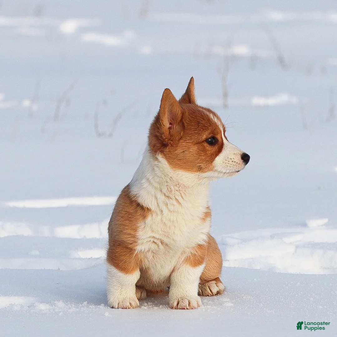 Welsh Corgi Pembroke dogs for sale: Karina Welsh Corgi Pembroke - Ad 6