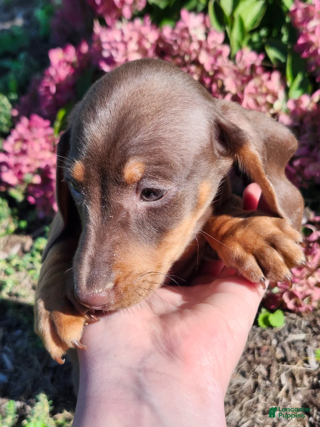 Miniature Dachshund dogs for sale: Cocoa - Ad 19
