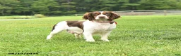 English Springer Spaniel dogs for sale: Blessing - Ad 5