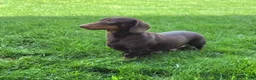 Miniature Dachshund dogs for sale: Sky - Ad 8
