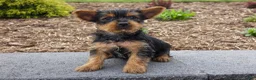 Yorkshire Terrier dogs for sale: Denver - Ad 1