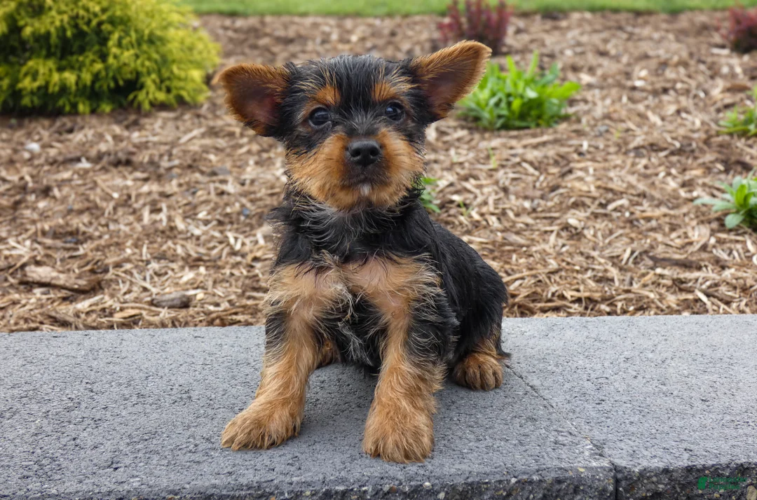 Yorkshire Terrier dogs for sale: Denver - Ad 1