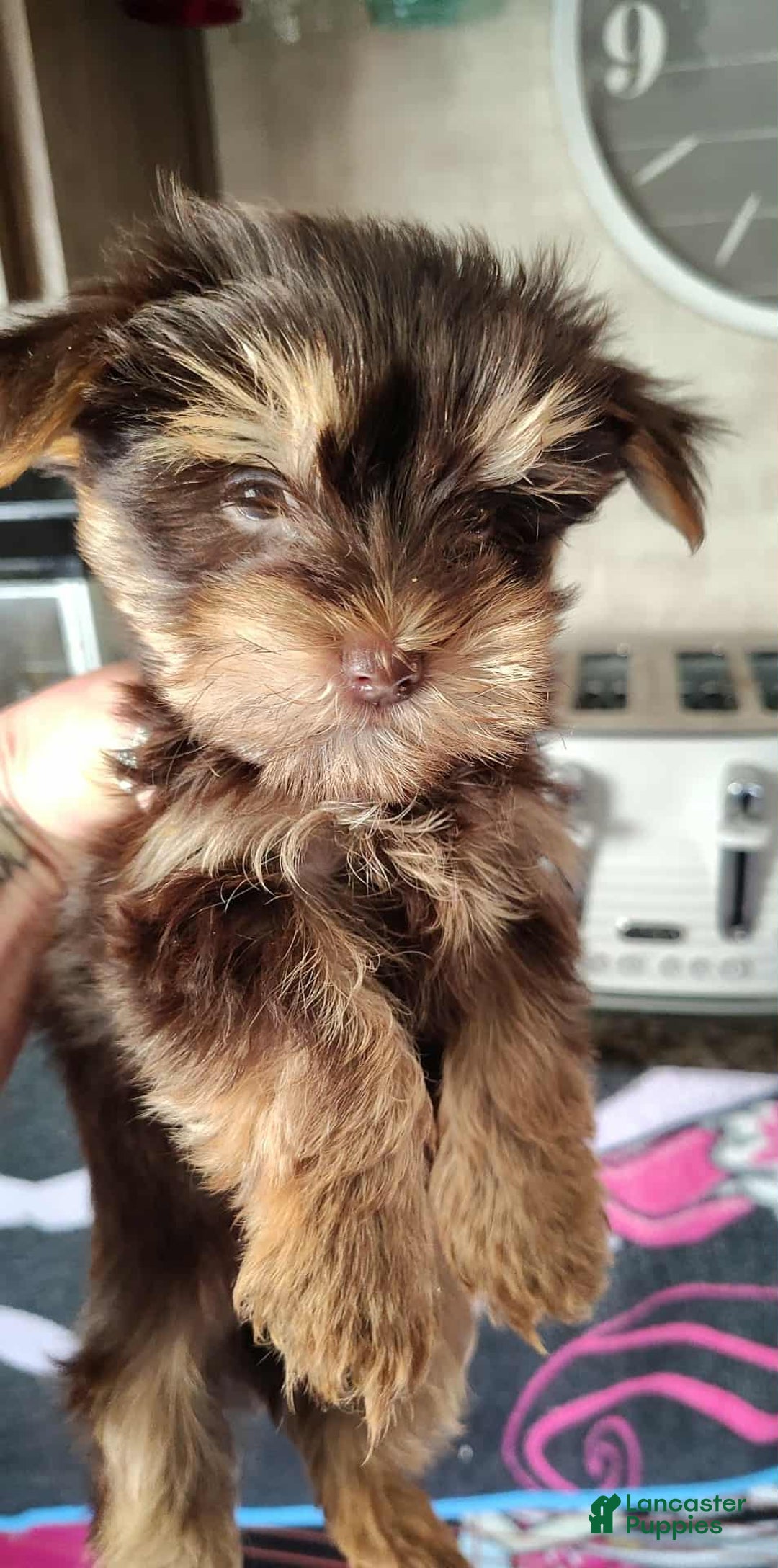 Yorkshire Terrier dogs for sale: Yorkshire Terrier Puppy 3 - Ad 1