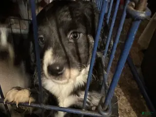 Aussiedoodle dogs Aussiedoodle Puppy 1 - Ad 37