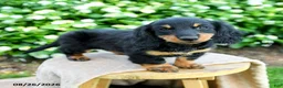 Miniature Dachshund dogs for sale: Teresa - Ad 1
