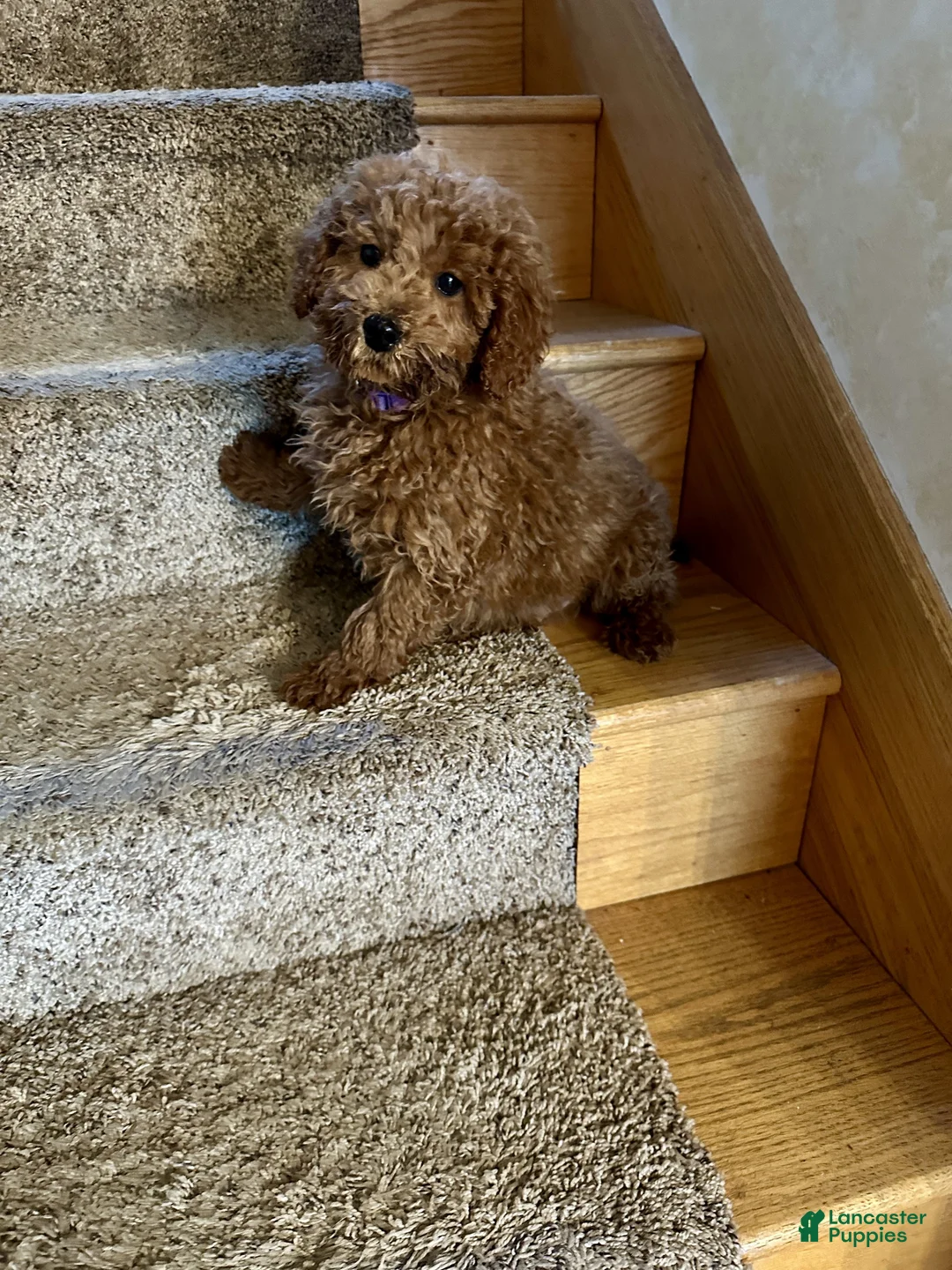 Miniature Labradoodle dogs for sale: Hurley - Ad 2
