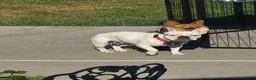 French Bulldog dogs for sale: Frank - Ad 9