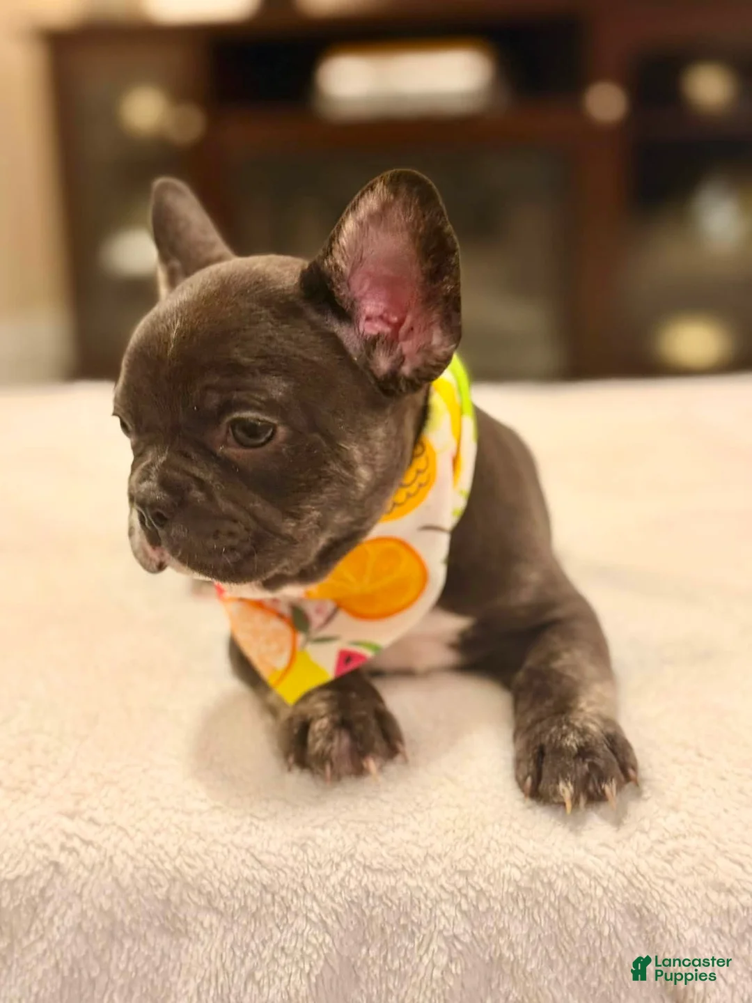 French Bulldog dogs for sale: 6 - Chocolate Trindle Female - Ad 2
