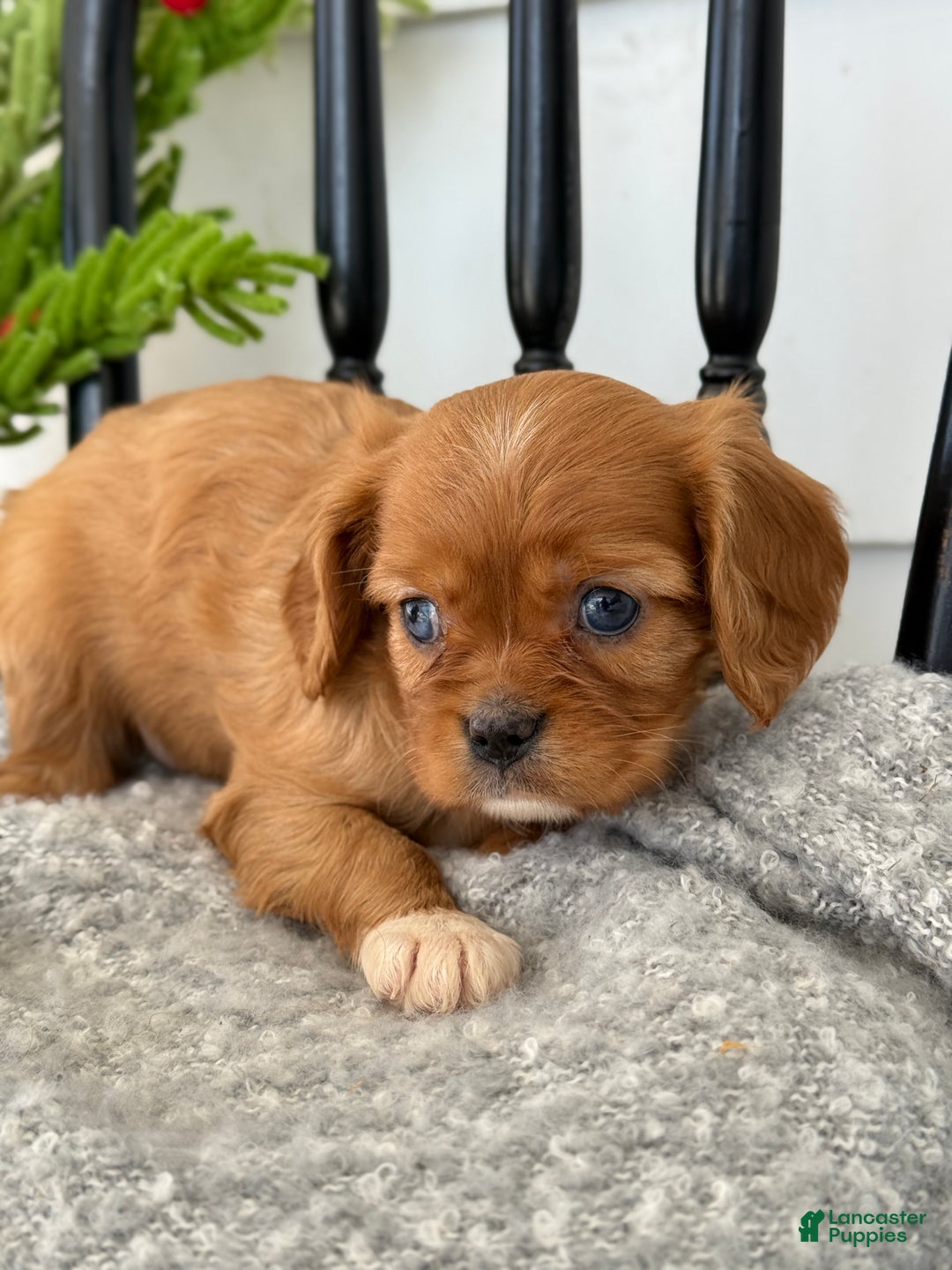 Cavalier King Charles Spaniel dogs for sale: Winter - Ad 5