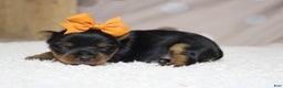Yorkshire Terrier dogs for sale: Juliana - Ad 5