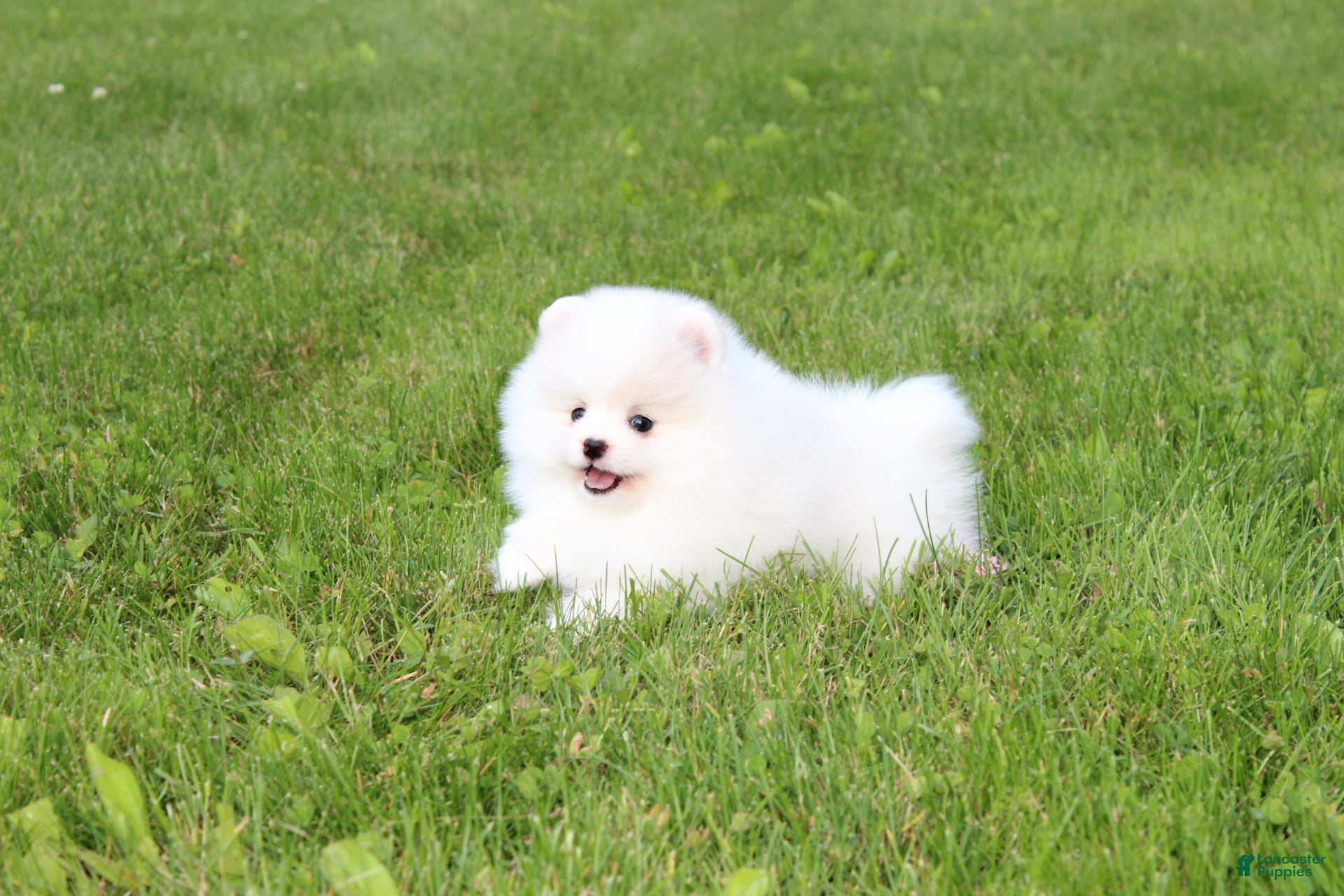 Pomeranian dogs Emmy - Ad 1