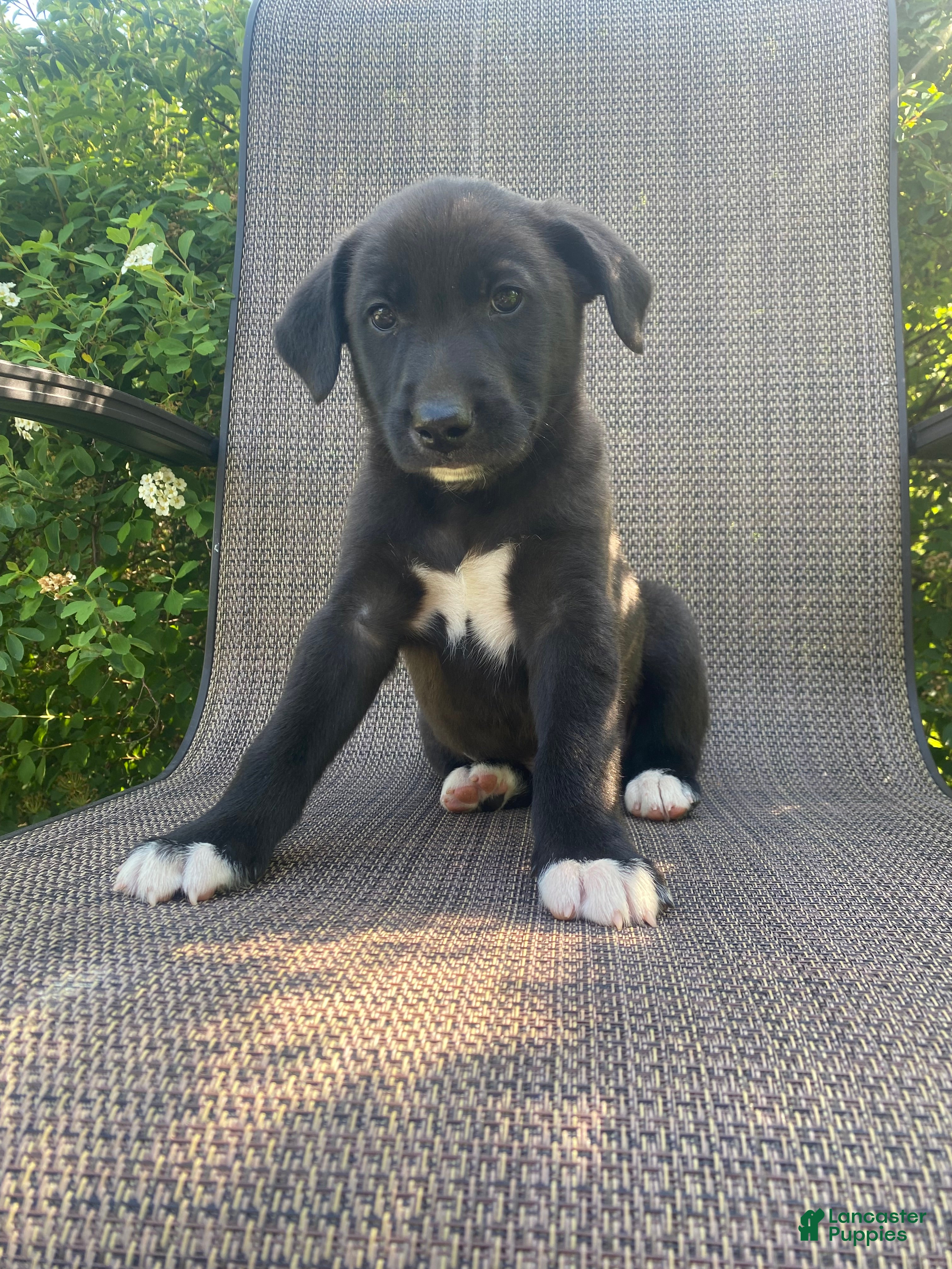 Mixed Breed dogs Prince - Ad 1