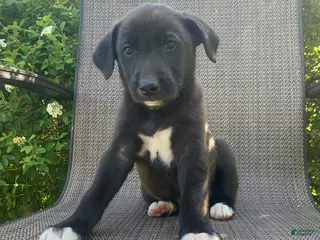 Mixed Breed dogs for sale: Prince - Ad 1