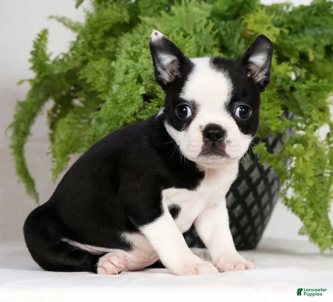 Boston Terrier dogs for sale: Misty - Ad 3