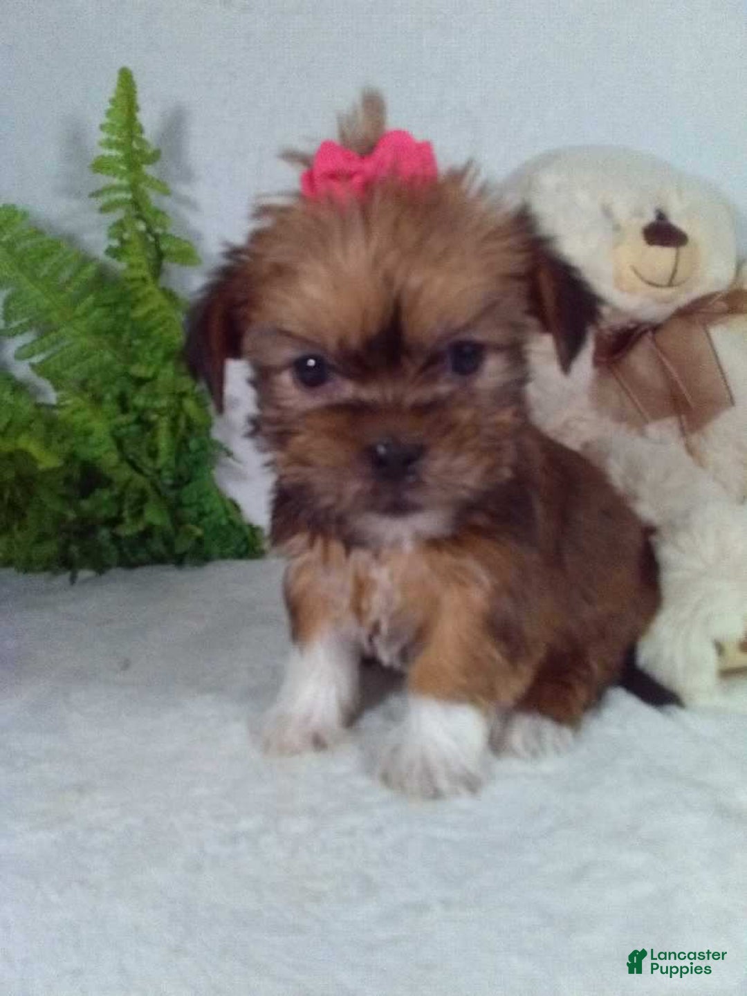 Shorkie dogs for sale: Gracie - Ad 5