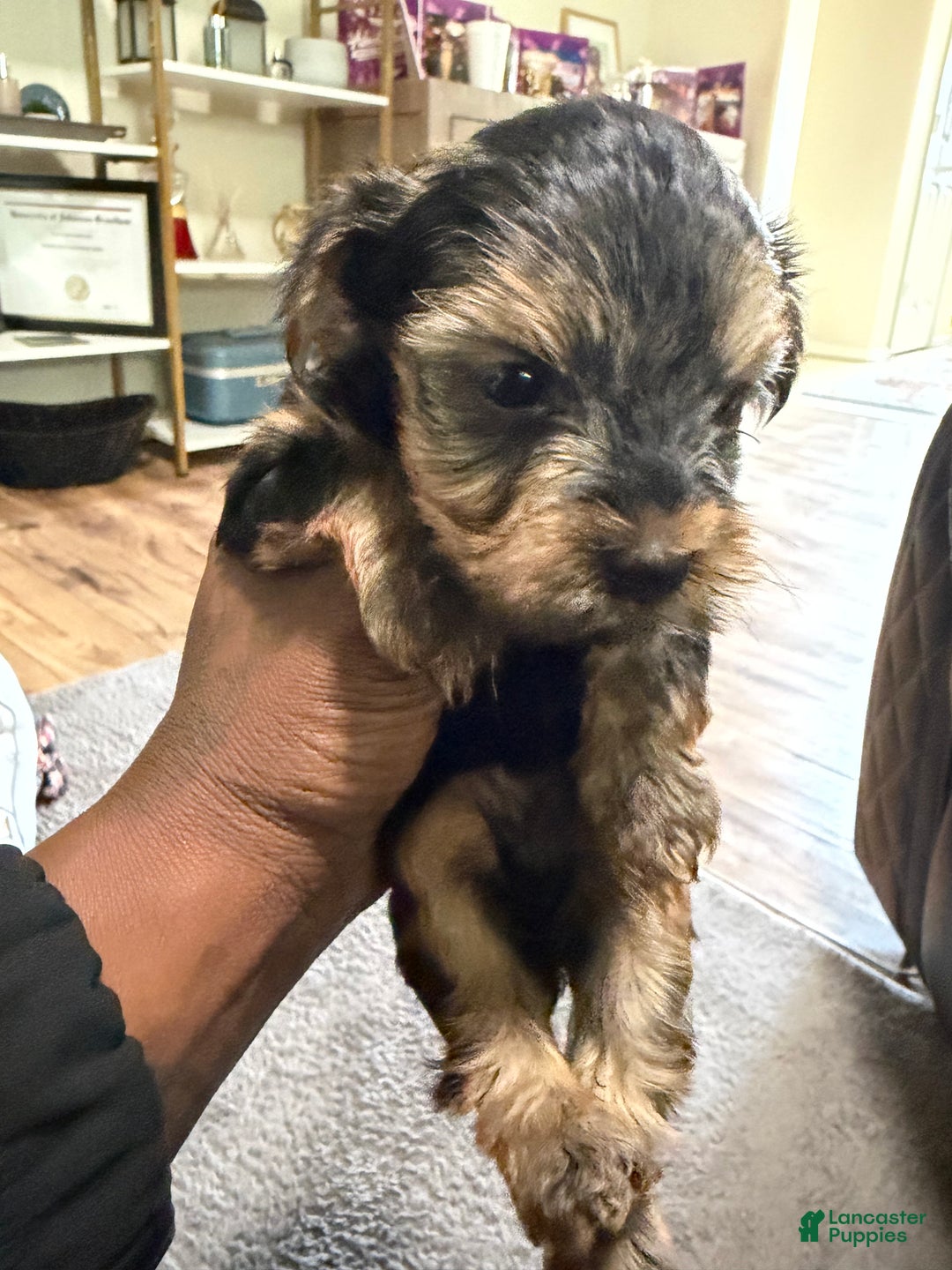 Yorkshire Terrier dogs for sale: Yorkshire Terrier Puppy 1 - Ad 3