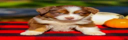 Miniature Australian Shepherd dogs for sale: Ace - Ad 5