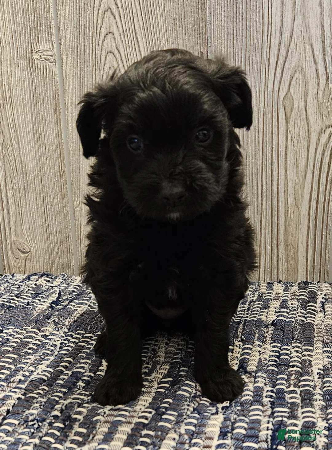 Mixed Breed dogs for sale: Raven  - Ad 1