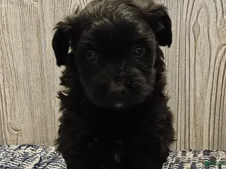 Mixed Breed dogs for sale: Raven - Ad 4