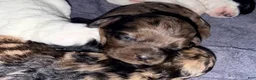 Cockapoo dogs for sale: Girl 4 - Ad 2
