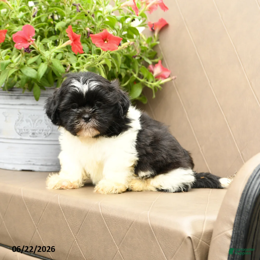 Shih Tzu dogs for sale: Skooter - Ad 2