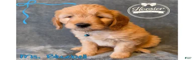 Bluebell