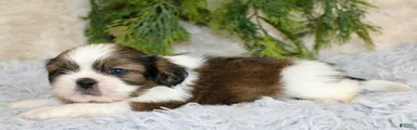 Shih Tzu Puppy 1