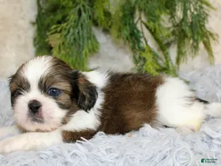 Shih Tzu dogs Shih Tzu Puppy 1 - Ad 3