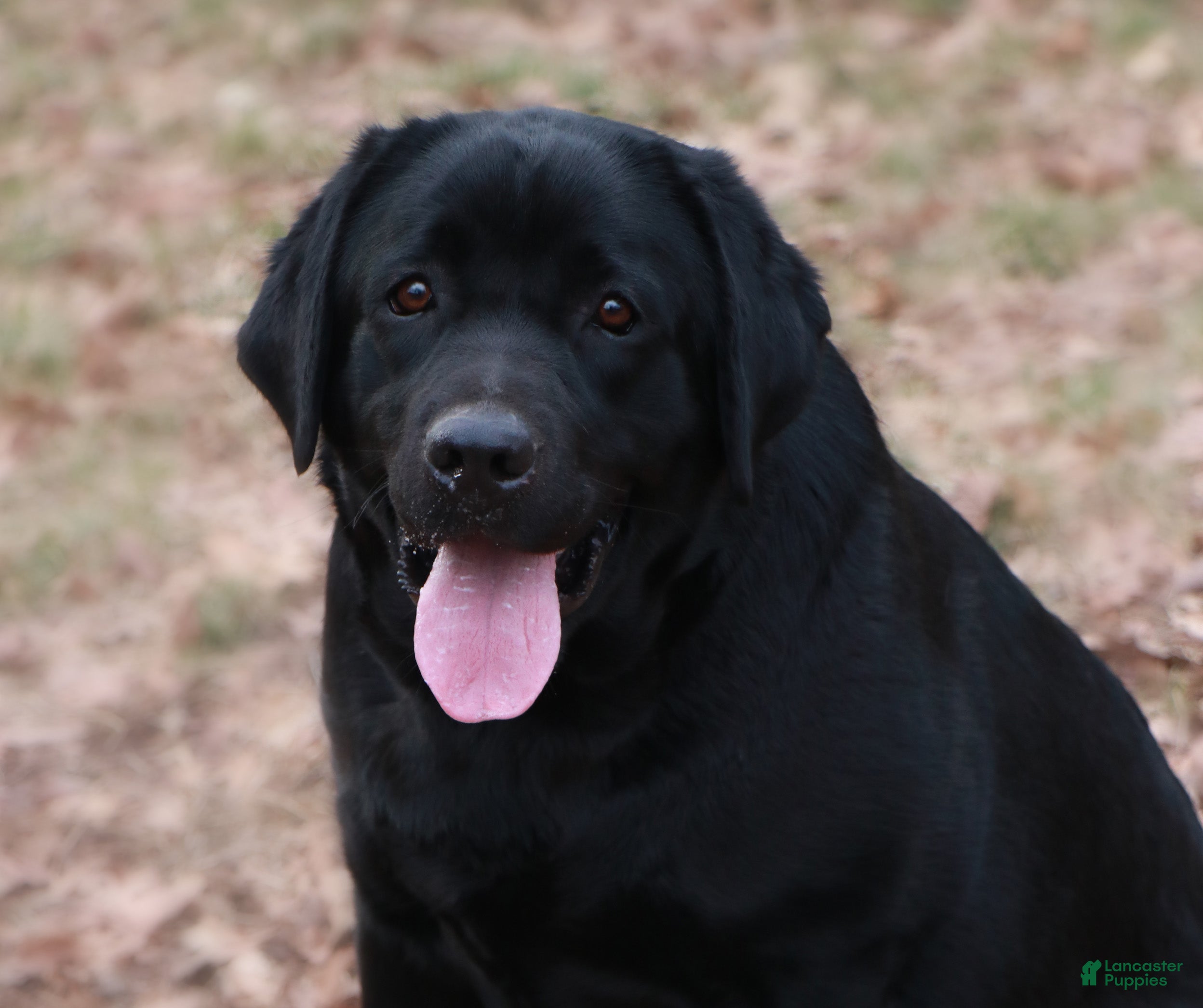Labrador Retriever dogs Labrador Retriever Puppy 2 - Ad 2