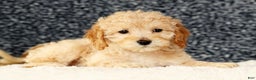 Cavapoo dogs for sale: Alicia - Ad 7