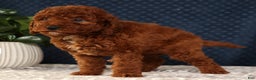 Miniature Poodle dogs for sale: Sandy - Ad 6