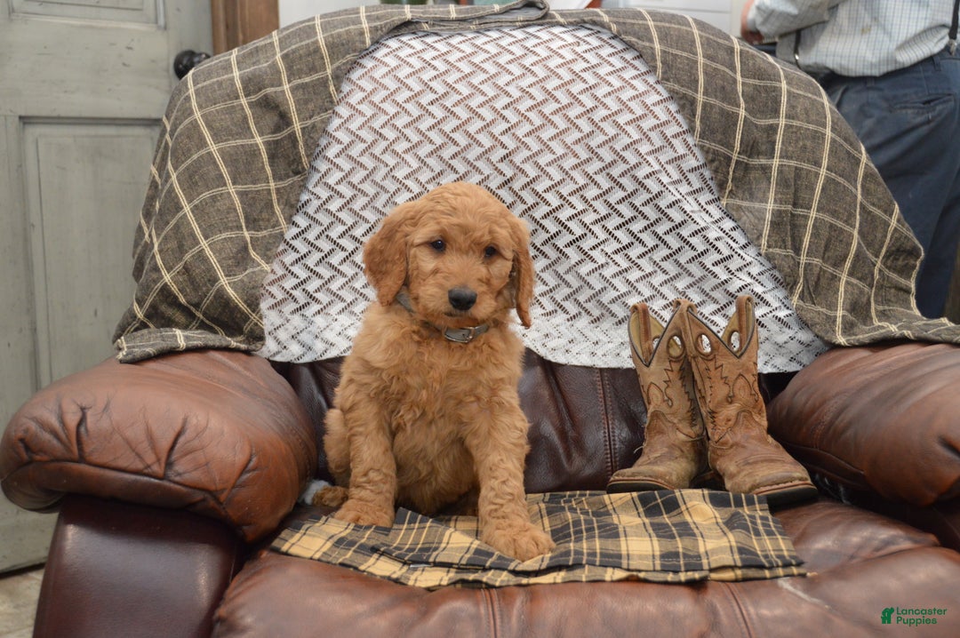 Goldendoodle dogs for sale: Rylan - Ad 5