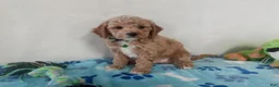 Maltipoo dogs for sale: Marvin  - Ad 3