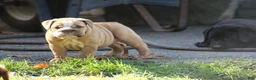 English Bulldog dogs for sale: Buttercup - Ad 6