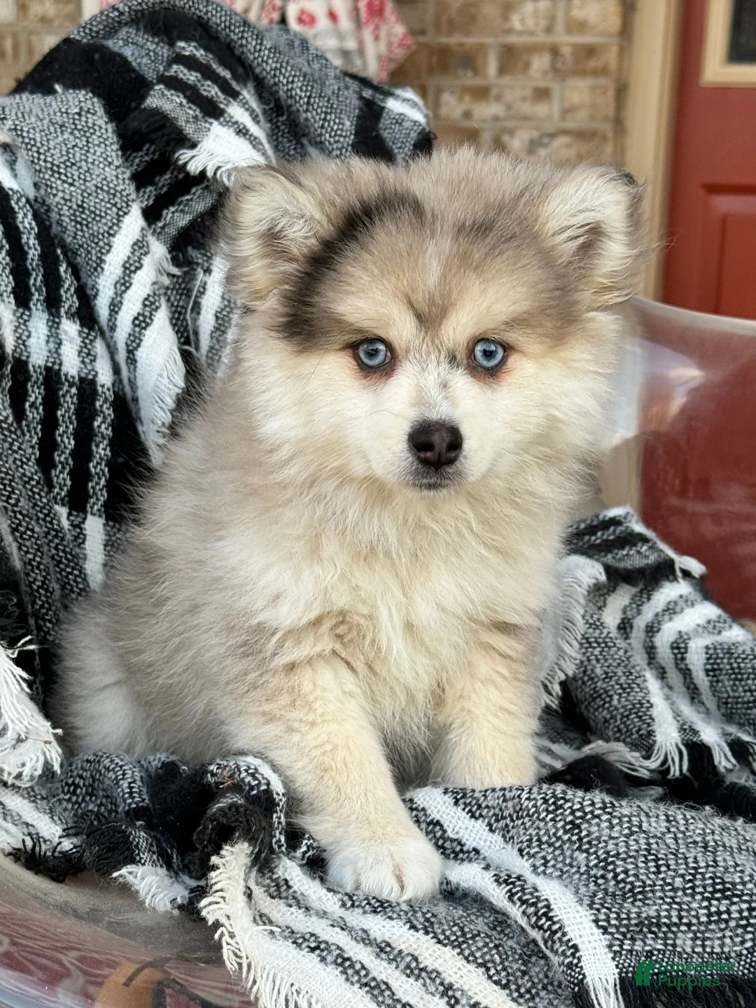 Pomsky dogs for sale: Firefly - Ad 1