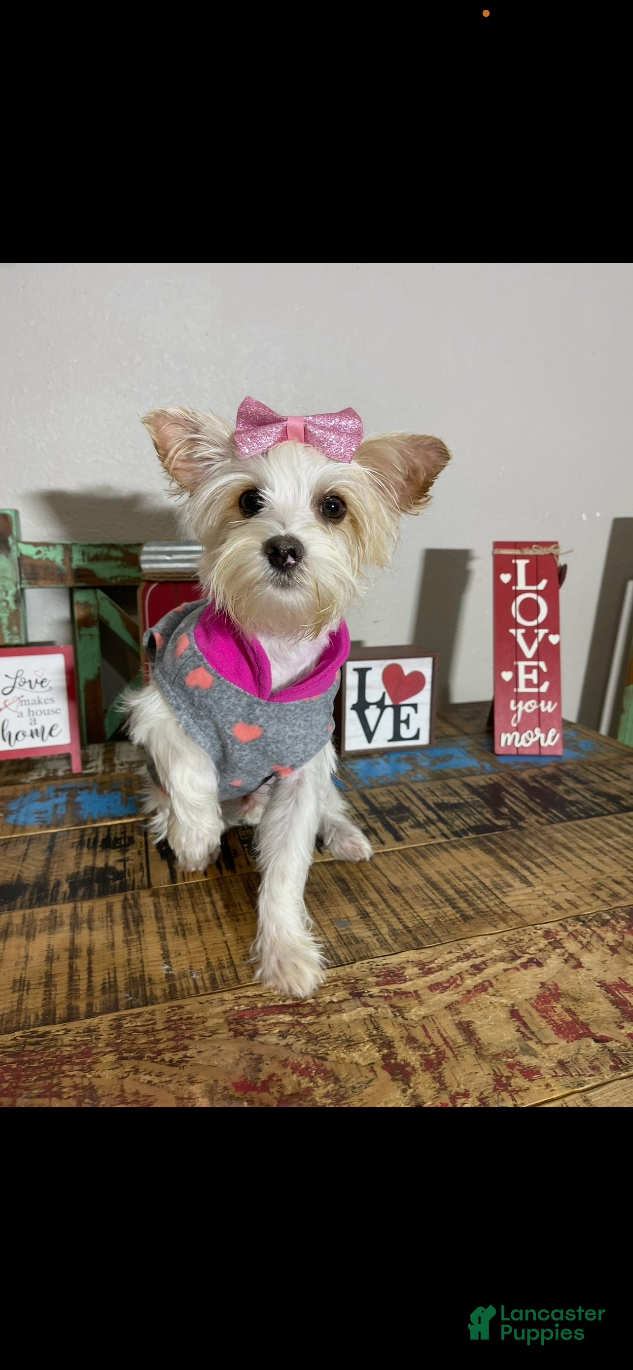 Yorkshire Terrier dogs Tilly - Ad 7