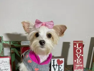 Yorkshire Terrier dogs Tilly - Ad 7