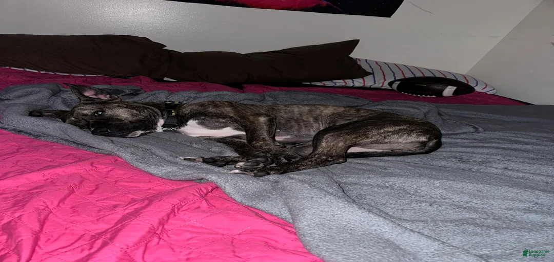 Gallery Image {{count}}