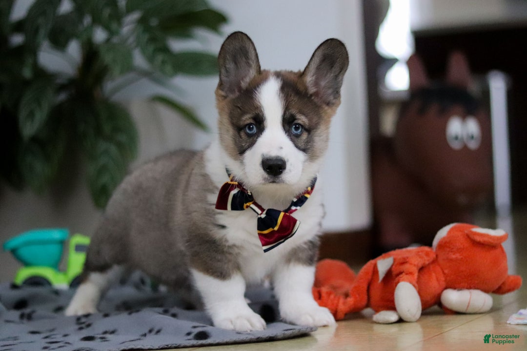 Mixed Breed dogs for sale: Randy - Ad 4