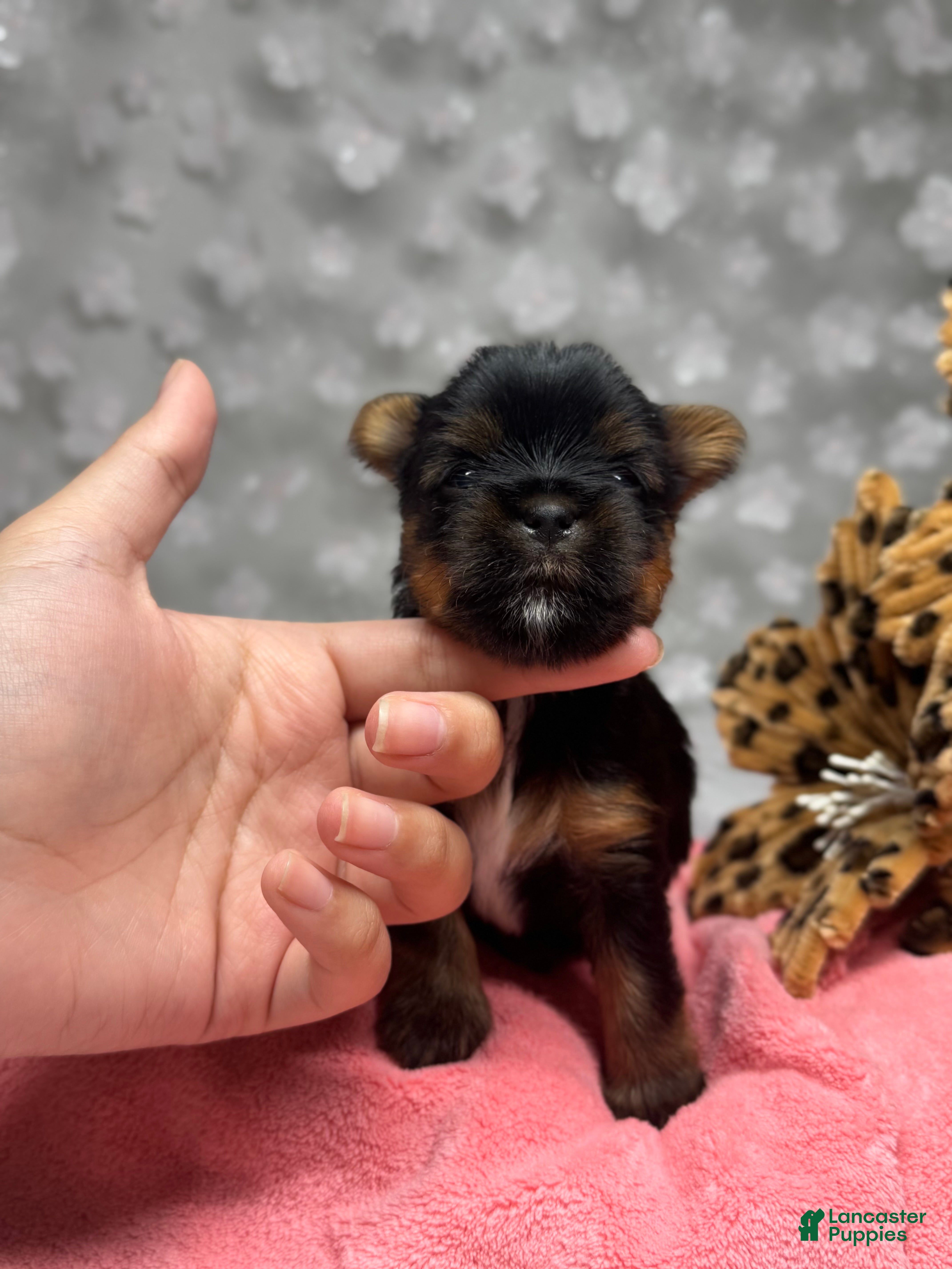 Yorkshire Terrier dogs Kristoff - Ad 2