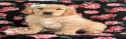 Golden Retriever dogs for sale: Carrie - Ad 8
