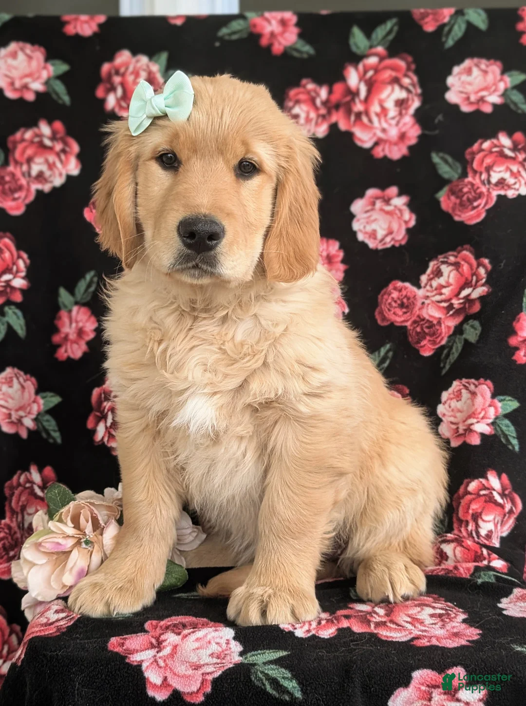 Golden Retriever dogs for sale: Carrie - Ad 8