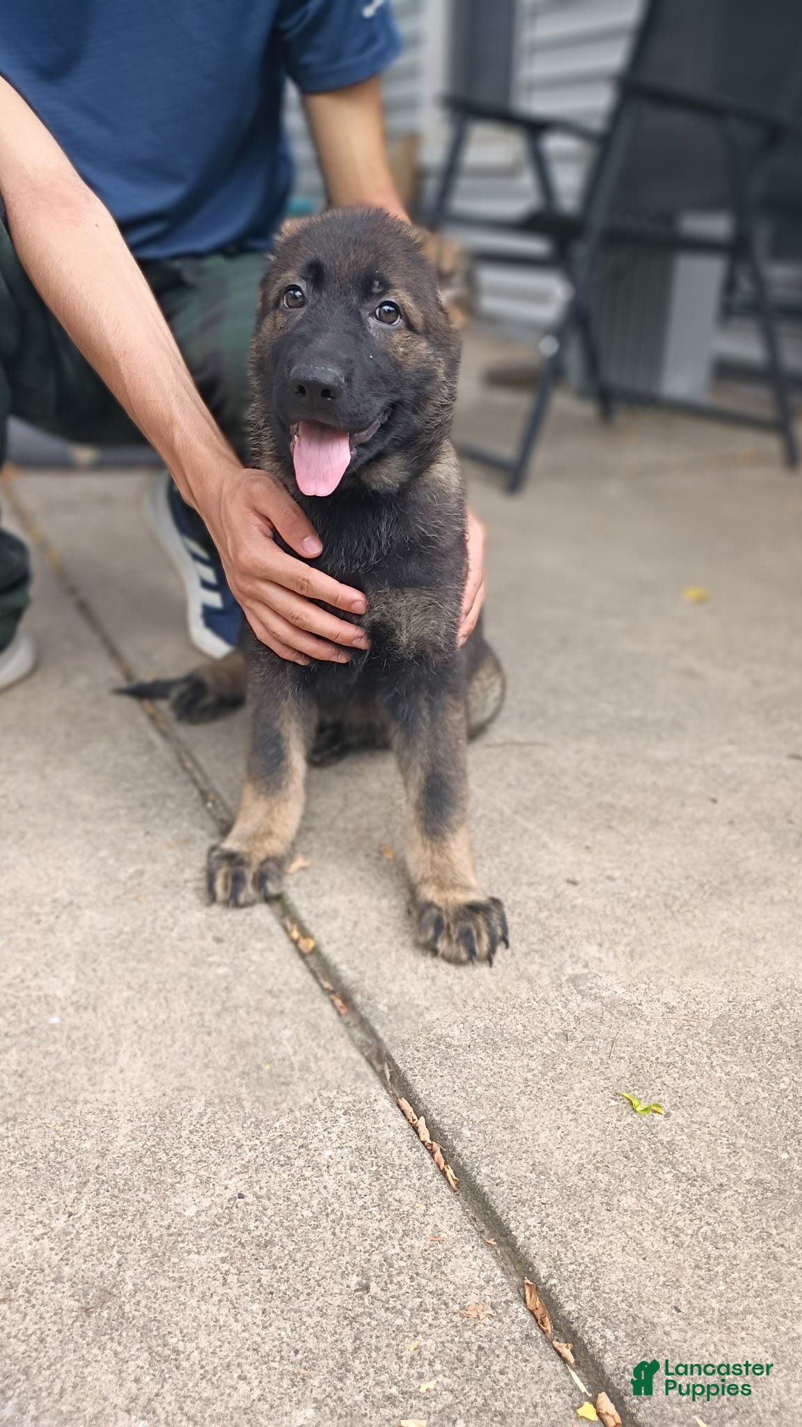 German Shepherd dogs AKC German Shepherd Puppy 1 - Ad 2