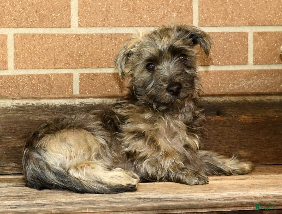 Morkie dogs for sale: Dallas - Ad 1