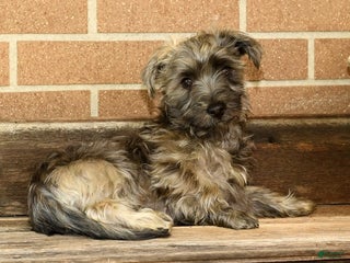 Morkie dogs Dallas - Ad 14