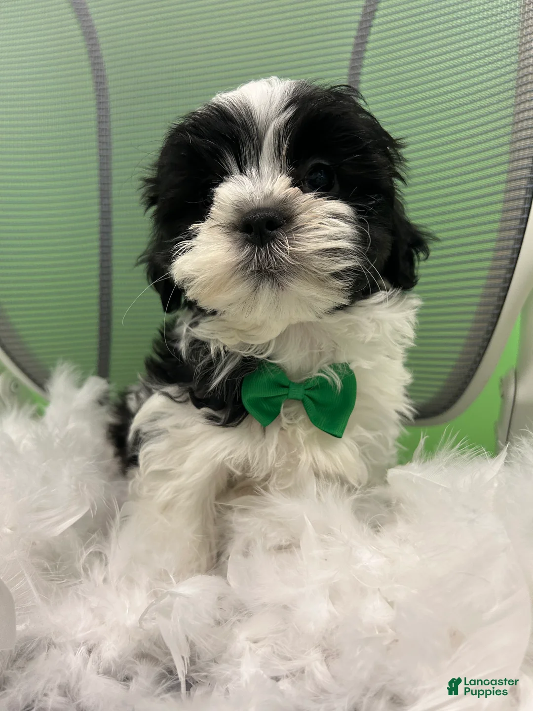 Malshi dogs for sale: Malshi Puppy 3 - Ad 1